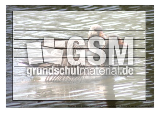 Schmuckrahmen-Graugänse-1.pdf